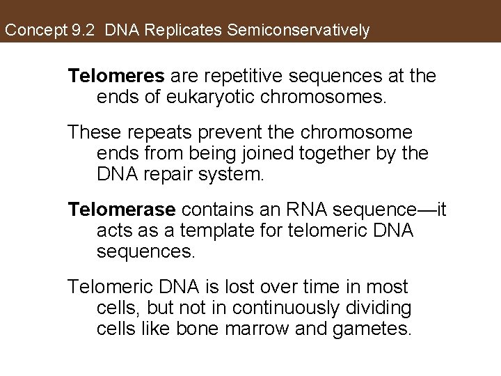 Concept 9. 2 DNA Replicates Semiconservatively Telomeres are repetitive sequences at the ends of