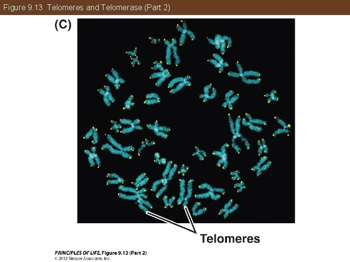 Figure 9. 13 Telomeres and Telomerase (Part 2) 