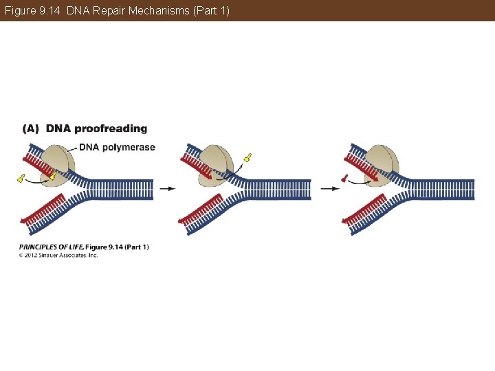 Figure 9. 14 DNA Repair Mechanisms (Part 1) 