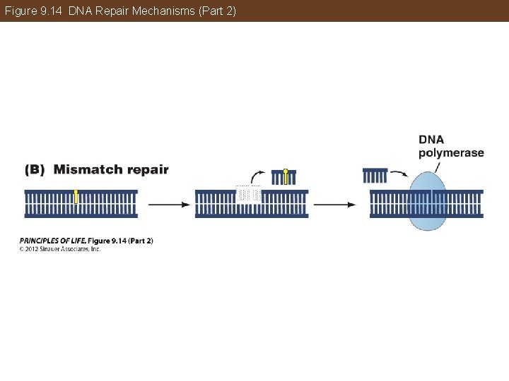 Figure 9. 14 DNA Repair Mechanisms (Part 2) 