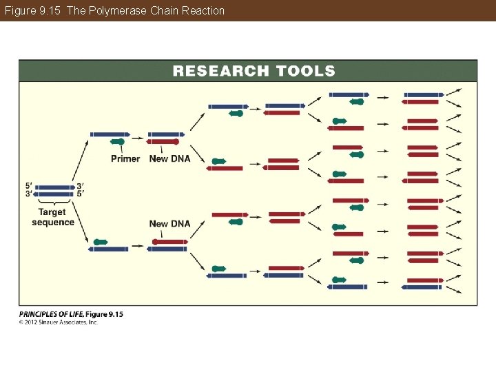 Figure 9. 15 The Polymerase Chain Reaction 