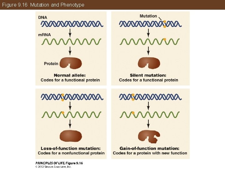 Figure 9. 16 Mutation and Phenotype 