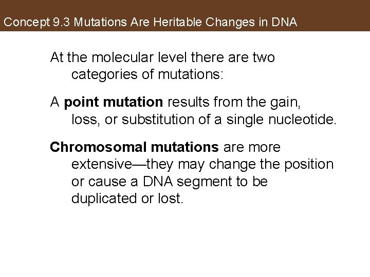 Concept 9. 3 Mutations Are Heritable Changes in DNA At the molecular level there