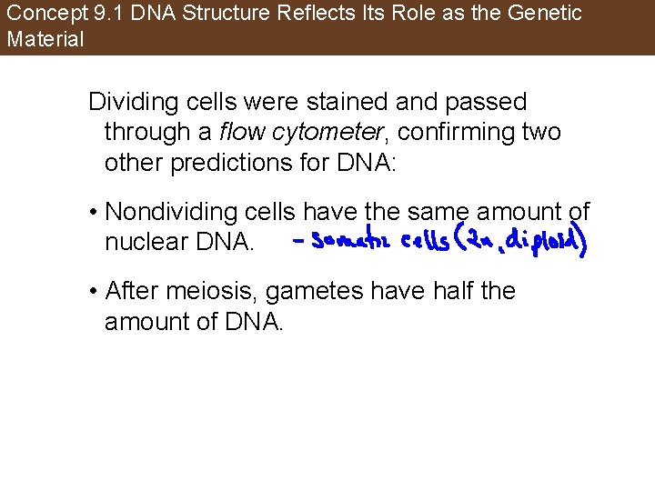 Concept 9. 1 DNA Structure Reflects Its Role as the Genetic Material Dividing cells
