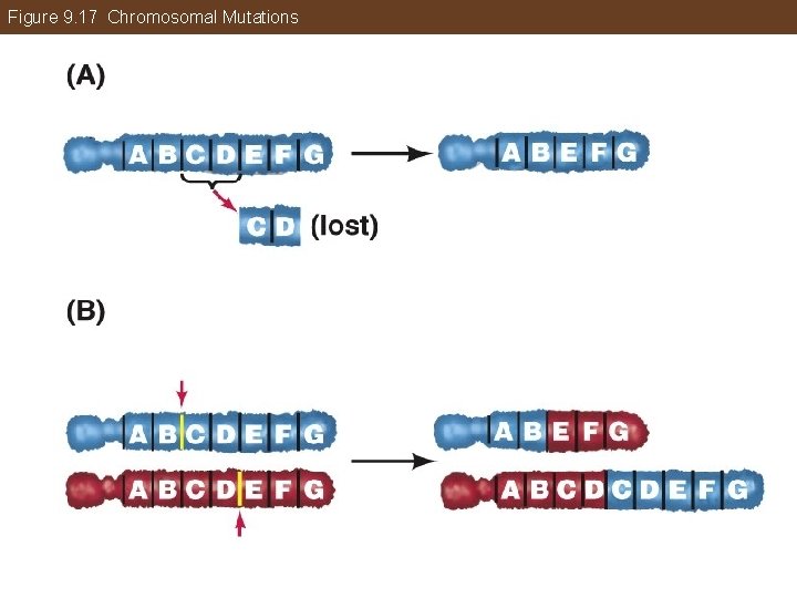 Figure 9. 17 Chromosomal Mutations 