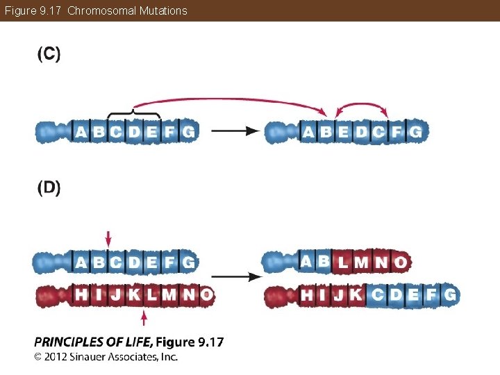 Figure 9. 17 Chromosomal Mutations 
