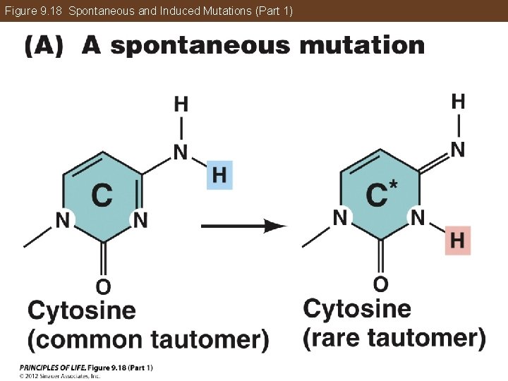 Figure 9. 18 Spontaneous and Induced Mutations (Part 1) 