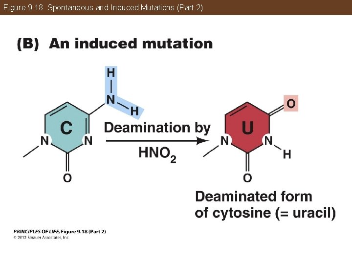 Figure 9. 18 Spontaneous and Induced Mutations (Part 2) 