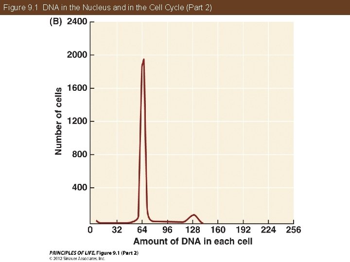 Figure 9. 1 DNA in the Nucleus and in the Cell Cycle (Part 2)