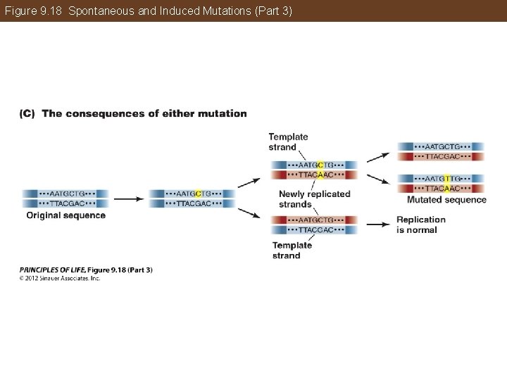 Figure 9. 18 Spontaneous and Induced Mutations (Part 3) 