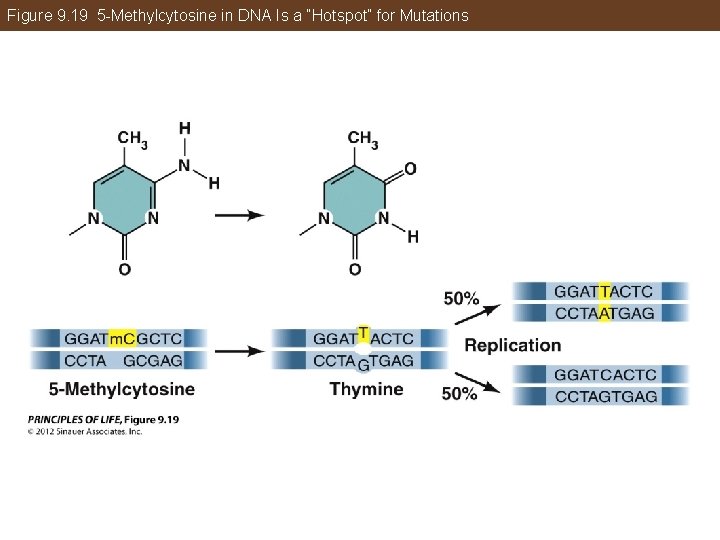 Figure 9. 19 5 -Methylcytosine in DNA Is a “Hotspot” for Mutations 