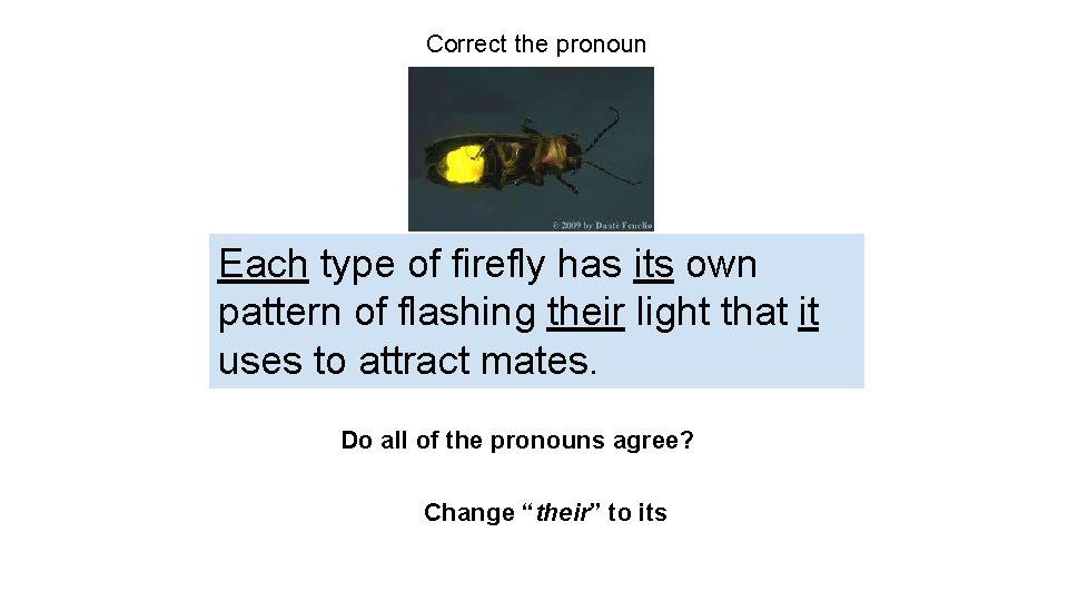 Correct the pronoun Each type of firefly has its own pattern of flashing their