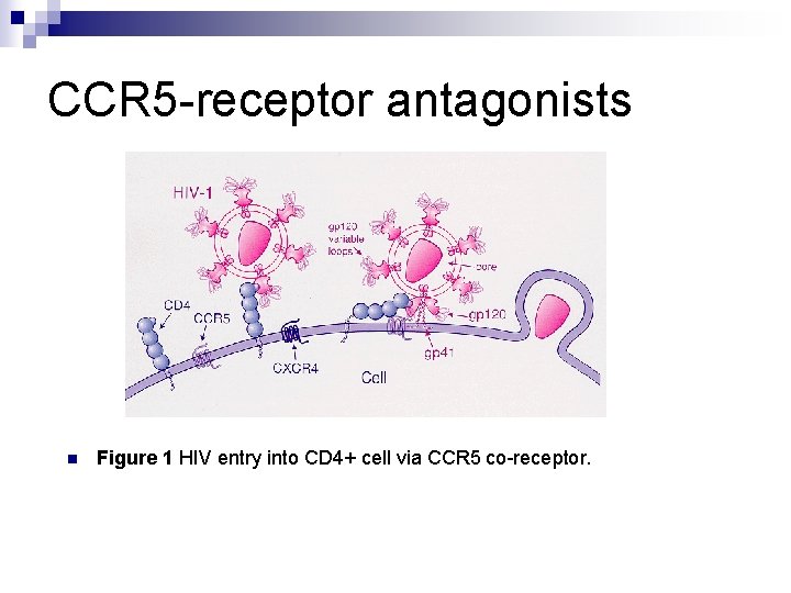 CCR 5 -receptor antagonists n Figure 1 HIV entry into CD 4+ cell via