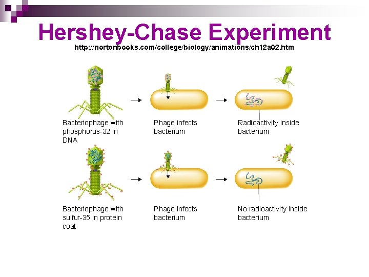 The Molecular Basis Of Inheritance Chapter 16 History