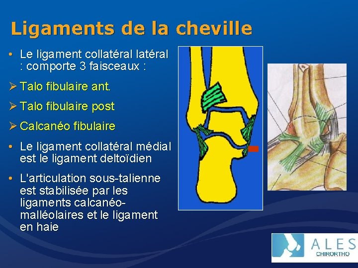 Ligaments de la cheville • Le ligament collatéral : comporte 3 faisceaux : Ø