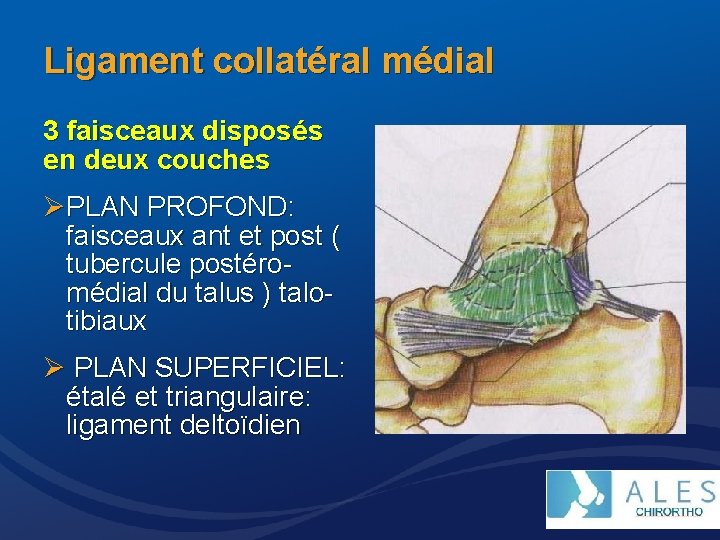 Ligament collatéral médial 3 faisceaux disposés en deux couches ØPLAN PROFOND: faisceaux ant et