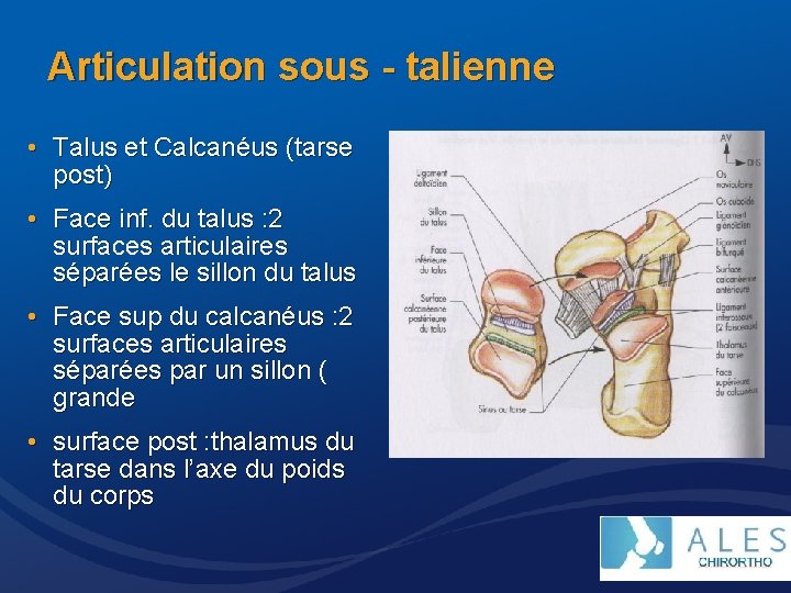 Articulation sous - talienne • Talus et Calcanéus (tarse post) • Face inf. du