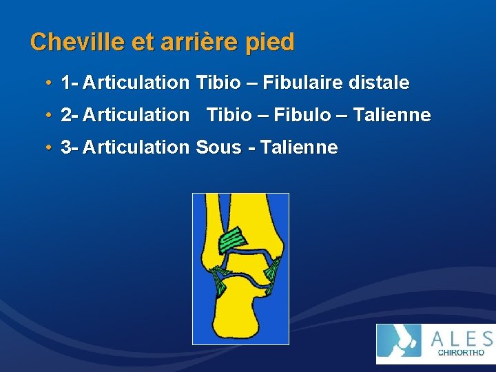 Cheville et arrière pied • 1 - Articulation Tibio – Fibulaire distale • 2