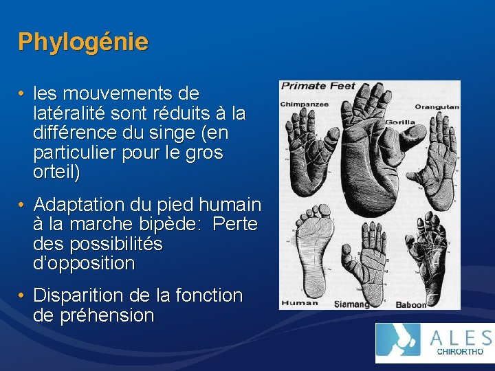 Phylogénie • les mouvements de latéralité sont réduits à la différence du singe (en