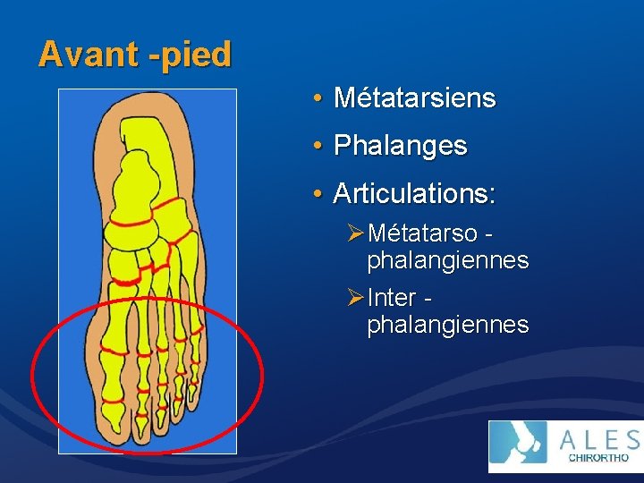 Avant -pied • Métatarsiens • Phalanges • Articulations: ØMétatarso phalangiennes ØInter phalangiennes 