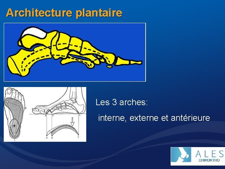 Architecture plantaire Les 3 arches: interne, externe et antérieure 