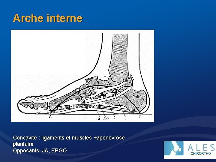 Arche interne Concavité : ligaments et muscles +aponévrose plantaire Opposants: JA, EPGO 