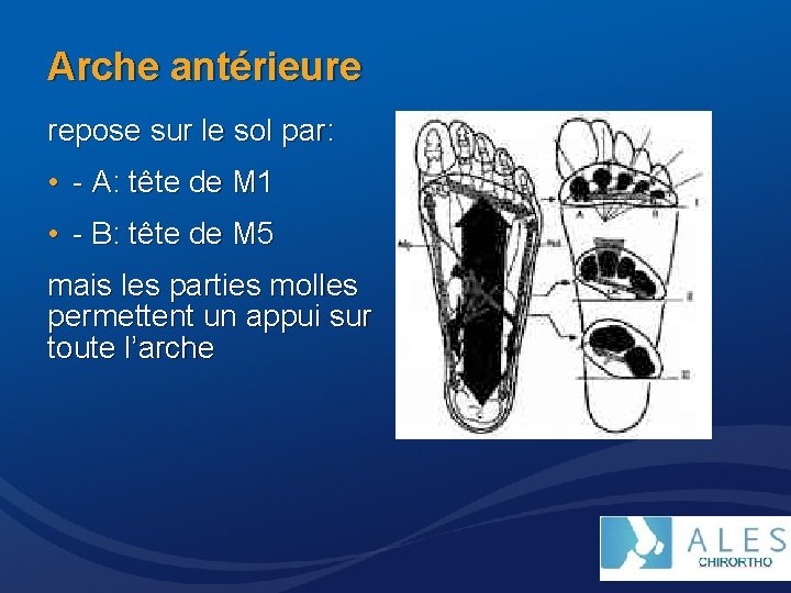 Arche antérieure repose sur le sol par: • - A: tête de M 1