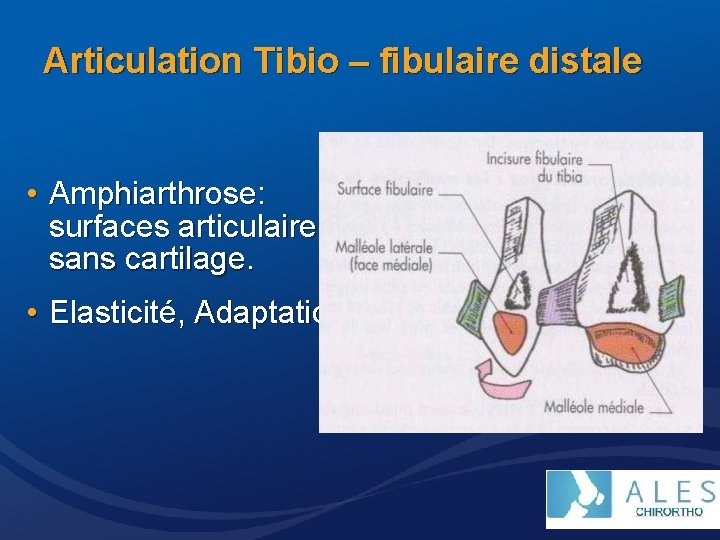 Articulation Tibio – fibulaire distale • Amphiarthrose: surfaces articulaire sans cartilage. • Elasticité, Adaptation