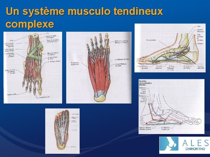 Un système musculo tendineux complexe 