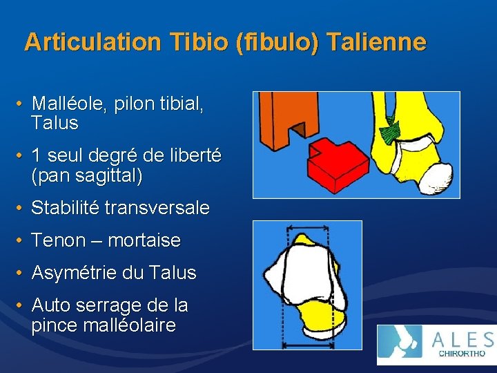 Articulation Tibio (fibulo) Talienne • Malléole, pilon tibial, Talus • 1 seul degré de