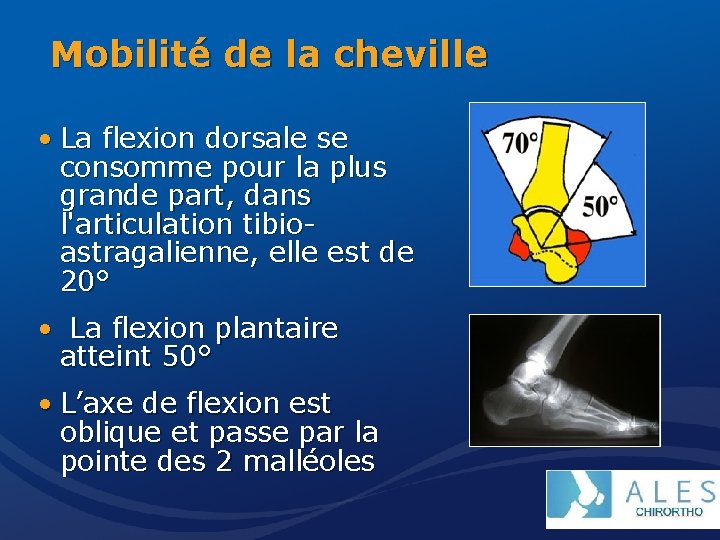 Mobilité de la cheville • La flexion dorsale se consomme pour la plus grande