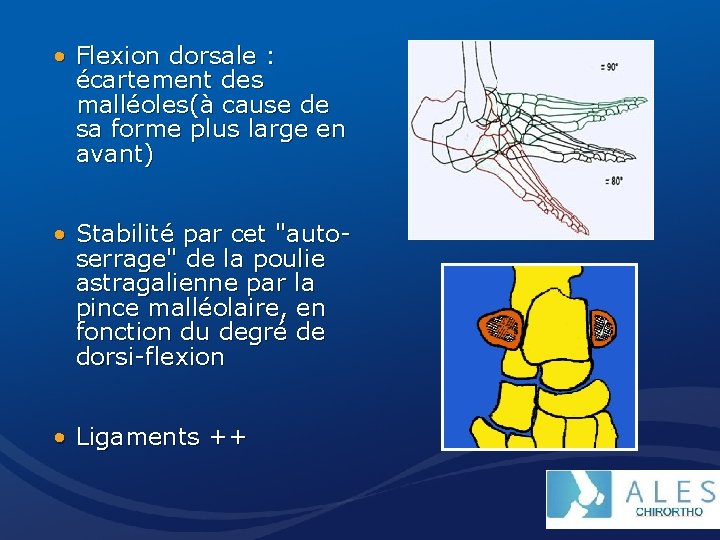  • Flexion dorsale : écartement des malléoles(à cause de sa forme plus large