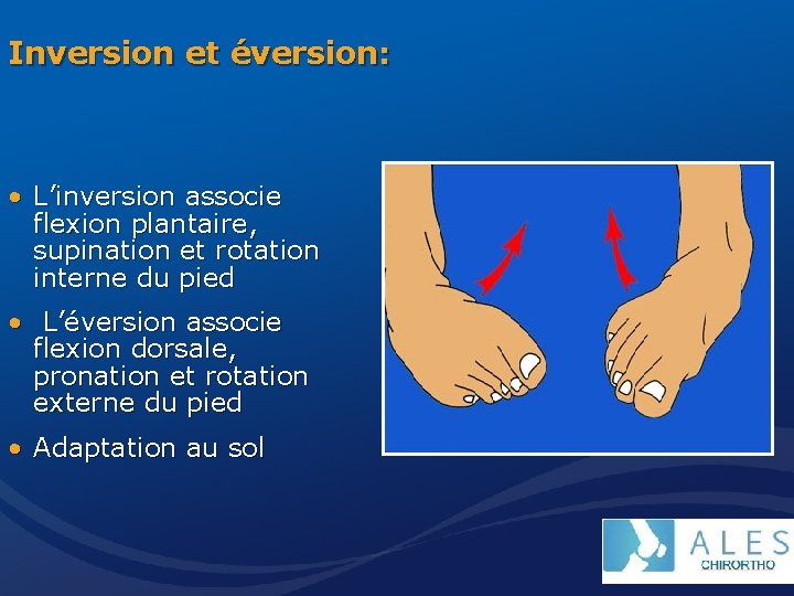 Inversion et éversion: • L’inversion associe flexion plantaire, supination et rotation interne du pied