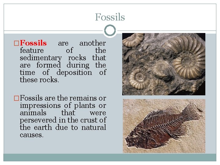 Fossils �Fossils are another feature of the sedimentary rocks that are formed during the