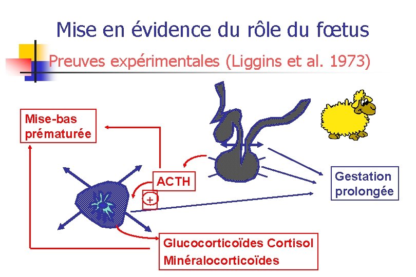 Mise en évidence du rôle du fœtus Preuves expérimentales (Liggins et al. 1973) Mise-bas