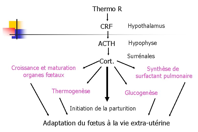 Thermo R CRF ACTH Croissance et maturation organes fœtaux Thermogenèse Cort. Hypothalamus Hypophyse Surrénales