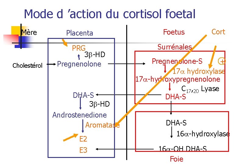 Mode d ’action du cortisol foetal Mère Placenta Foetus Surrénales Cholestérol PRG 3 -HD