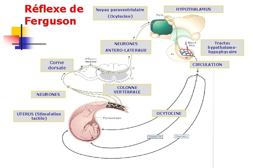 Réflexe de Ferguson Noyau paraventriulaire HYPOTHALAMUS (Ocytocine) Tractus hypothalamohypophysaire NEURONES ANTERO-LATERAUX Corne dorsale NEURONES