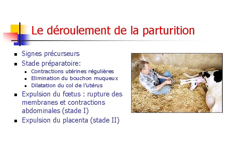 Le déroulement de la parturition n n Signes précurseurs Stade préparatoire: n n n