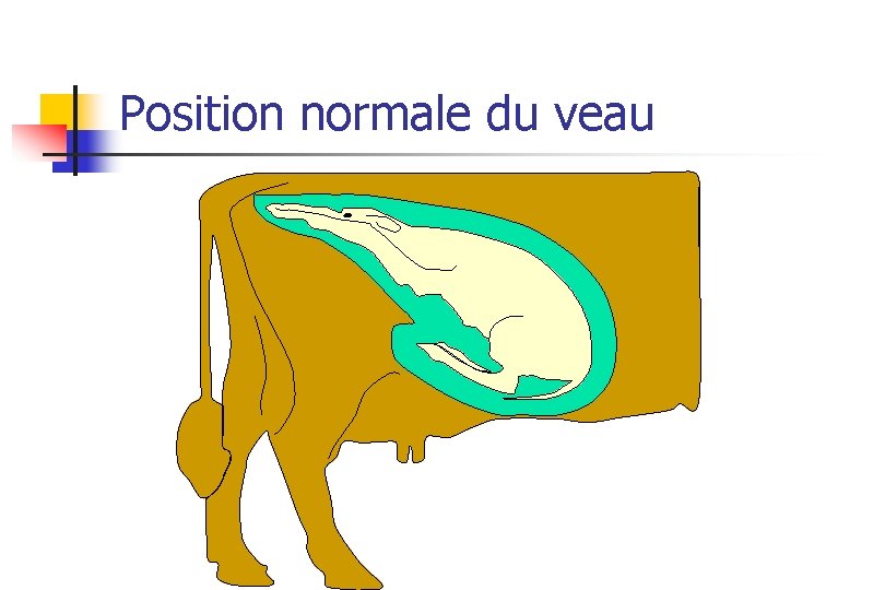 Position normale du veau 