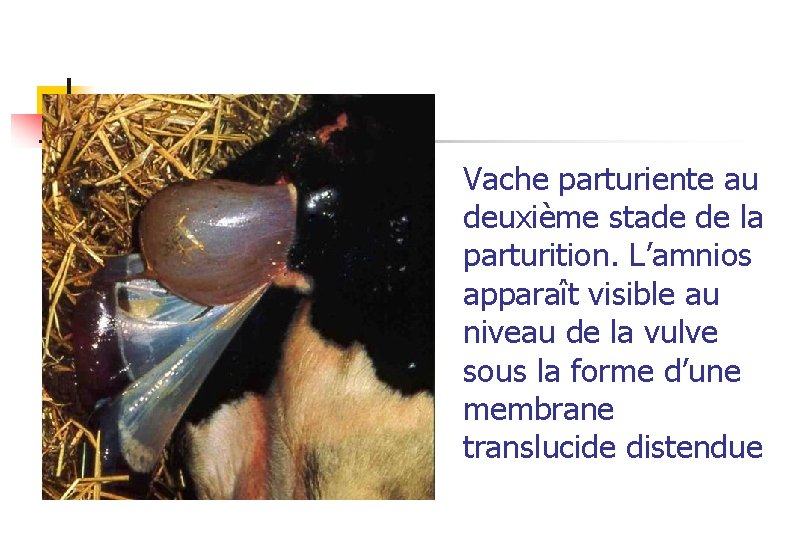 Vache parturiente au deuxième stade de la parturition. L’amnios apparaît visible au niveau de