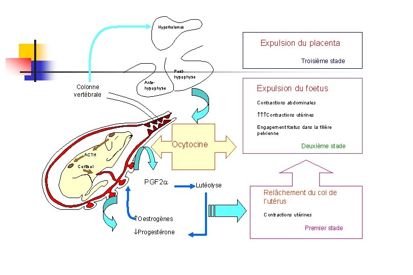 Hypothalamus Expulsion du placenta Troisième stade Posthypophyse Colonne vertébrale Antehypophyse Expulsion du foetus Contractions