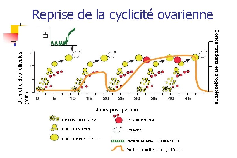 Reprise de la cyclicité ovarienne Diamètre des follicules (mm) Concentrations en progestérone Jours post-partum