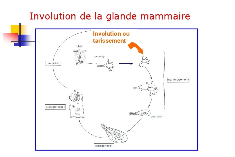 Involution de la glande mammaire Involution ou tarissement 