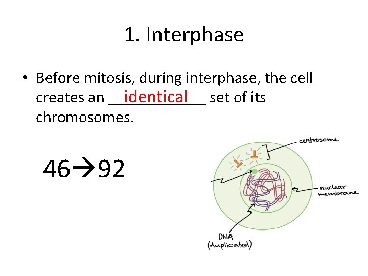 1. Interphase • Before mitosis, during interphase, the cell identical set of its creates