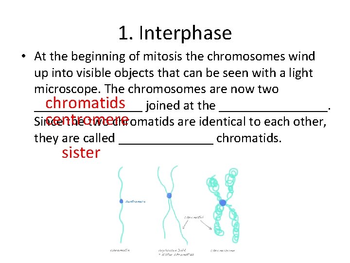 1. Interphase • At the beginning of mitosis the chromosomes wind up into visible