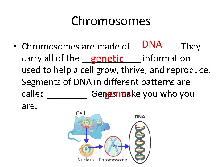 Chromosomes DNA • Chromosomes are made of _____. They carry all of the ______ Chromosomes DNA • Chromosomes are made of _____. They carry all of the ______
