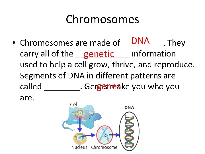 Chromosomes DNA • Chromosomes are made of _____. They carry all of the ______