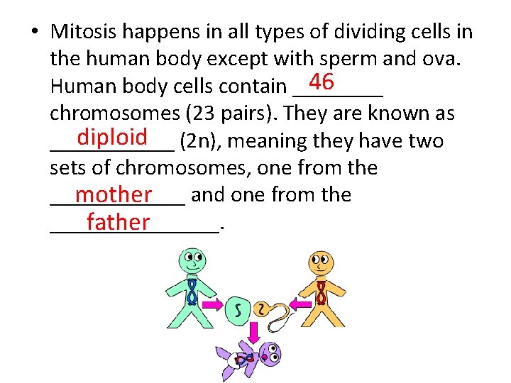  • Mitosis happens in all types of dividing cells in the human body