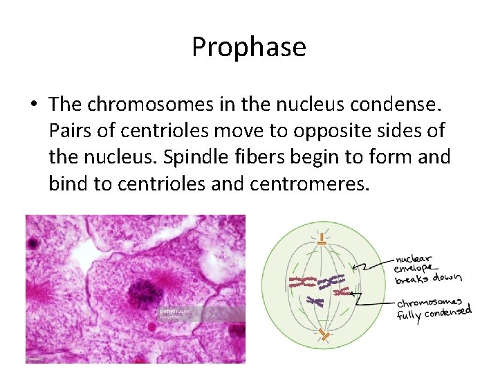 Prophase • The chromosomes in the nucleus condense. Pairs of centrioles move to opposite